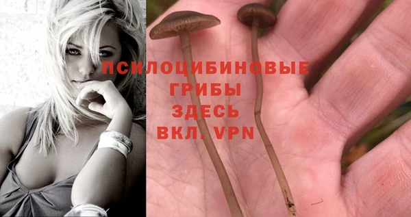 шишки Беломорск